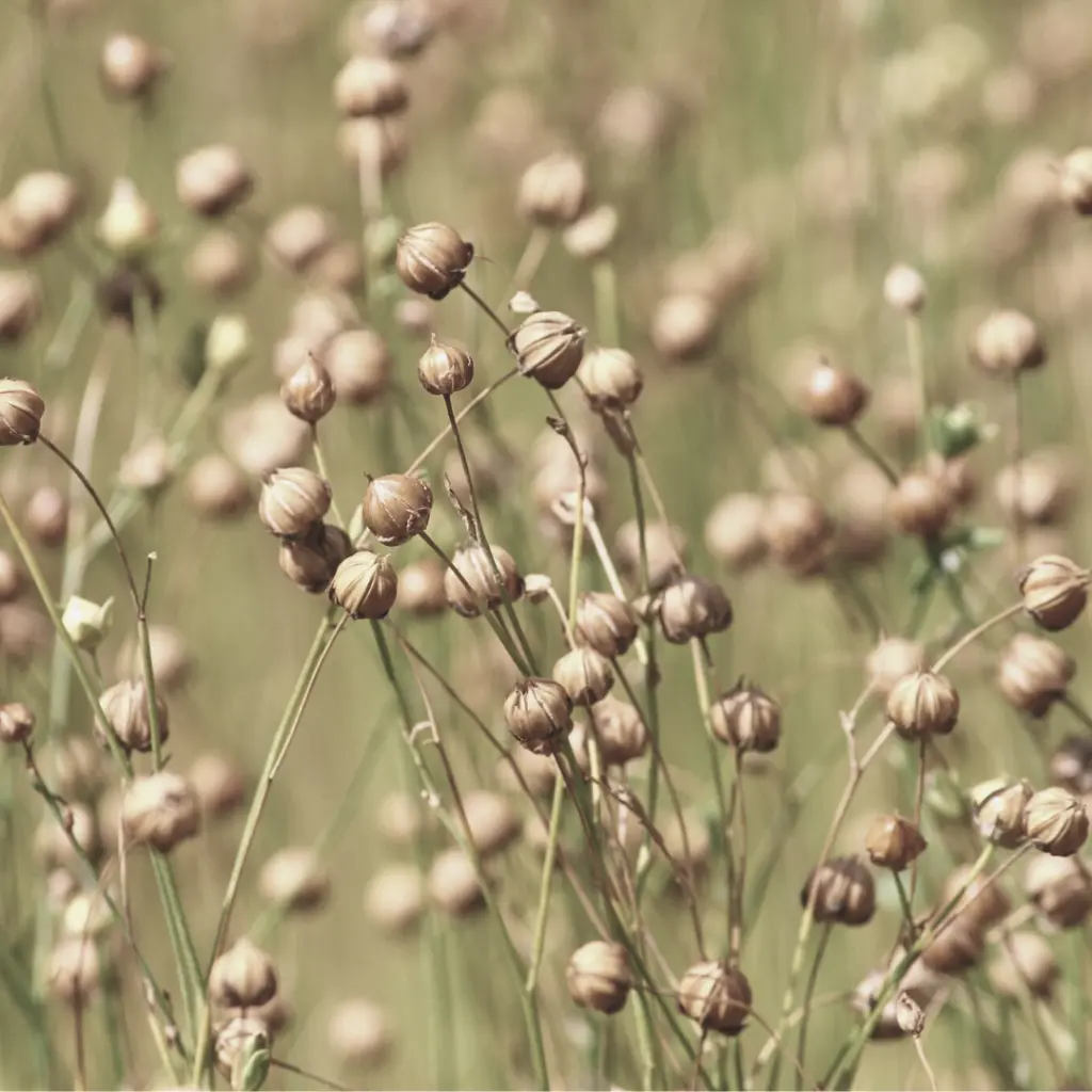 flax plant